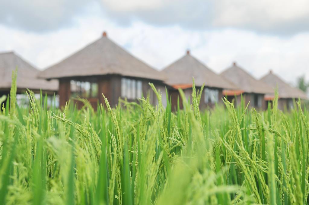 Taman Bintang Villa Ubud Exterior foto